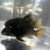 Black Ram Dwarf Cichlid (Mikrogeophagus ramirezi)