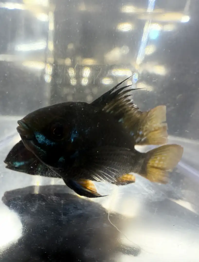 Black Ram Dwarf Cichlid (Mikrogeophagus ramirezi)