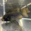Black Ram Dwarf Cichlid (Mikrogeophagus ramirezi)