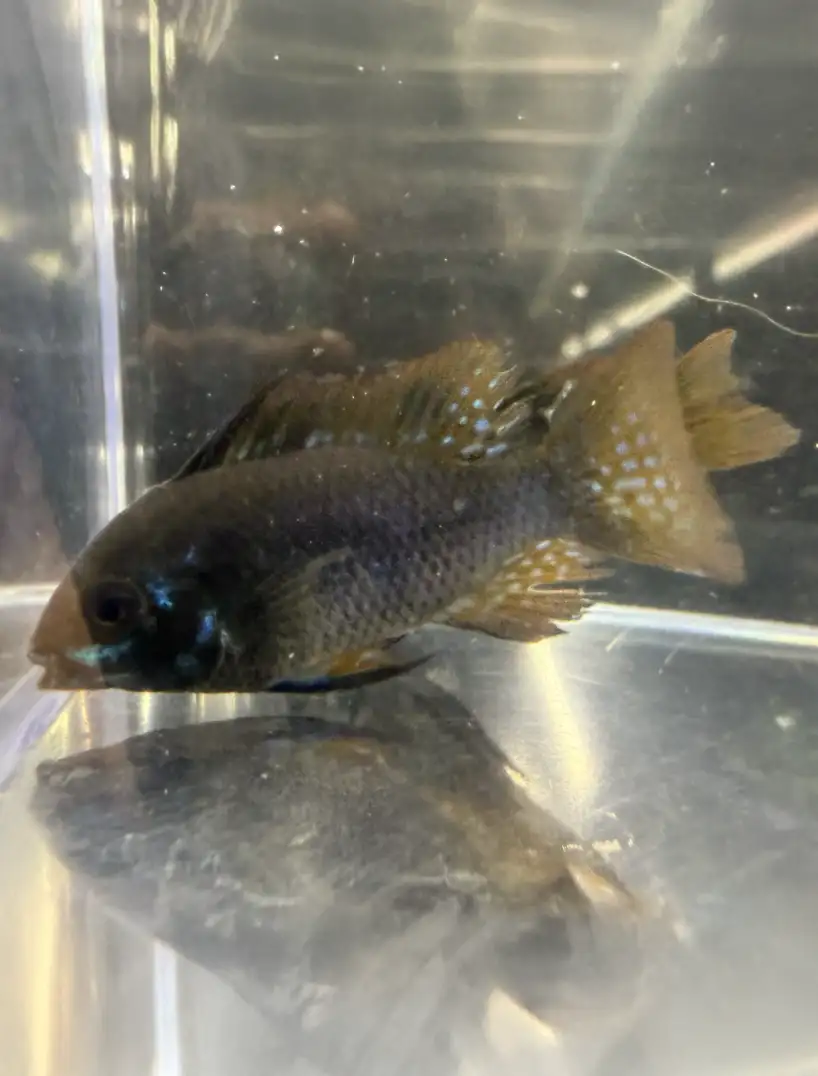 Black Ram Dwarf Cichlid (Mikrogeophagus ramirezi)