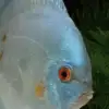 Blue diamond discus