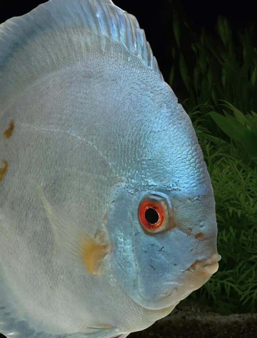 Blue diamond discus