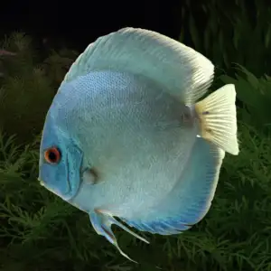 Blue diamond discus