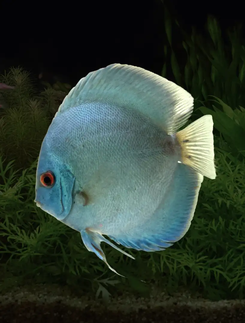 Blue diamond discus