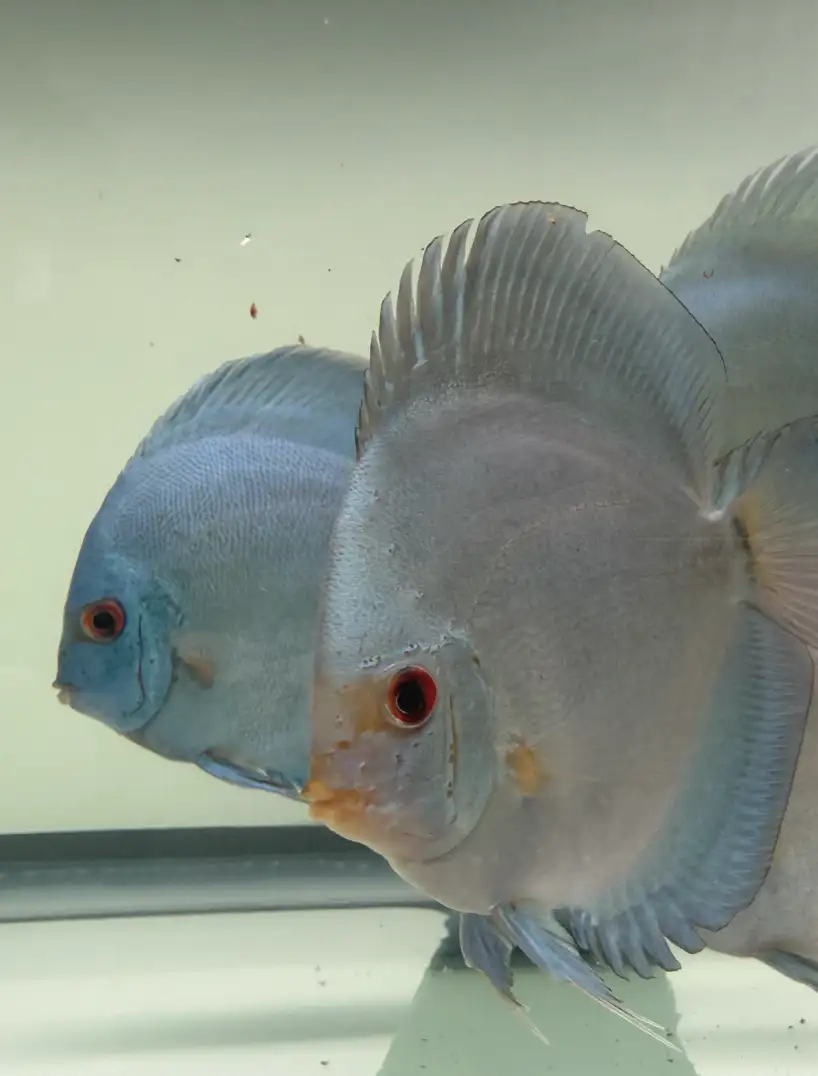 Blue diamond discus