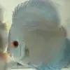 Blue diamond discus