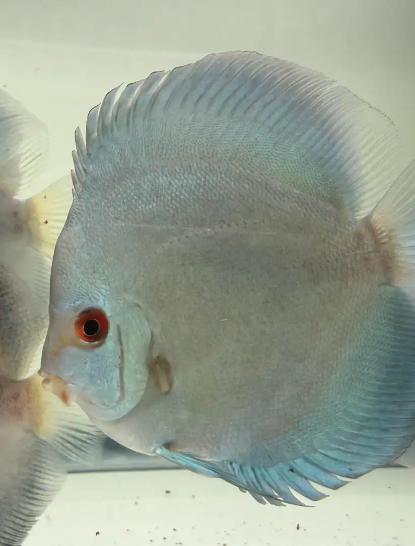 Blue diamond discus
