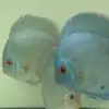 Blue diamond discus