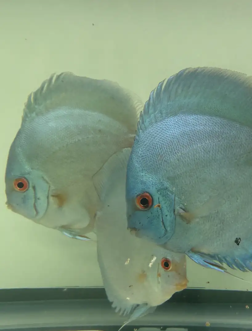 Blue diamond discus