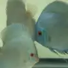 Blue diamond discus