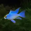Electric Blue Ram Dwarf Cichlid (Mikrogeophagus ramirezi)