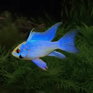 Electric Blue Ram Dwarf Cichlid (Mikrogeophagus ramirezi)