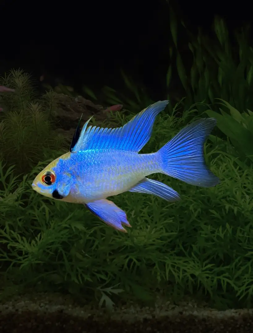 Electric Blue Ram Dwarf Cichlid (Mikrogeophagus ramirezi)