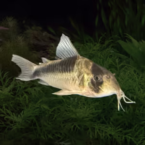 Corydoras CW107
