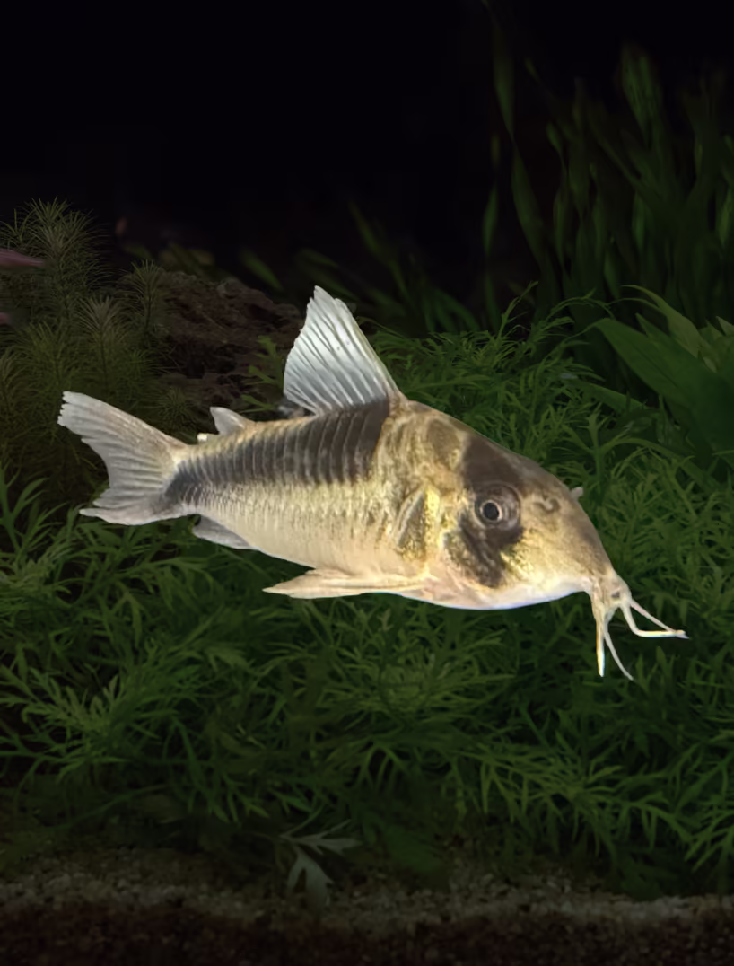 Corydoras CW107