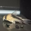 Corydoras CW107