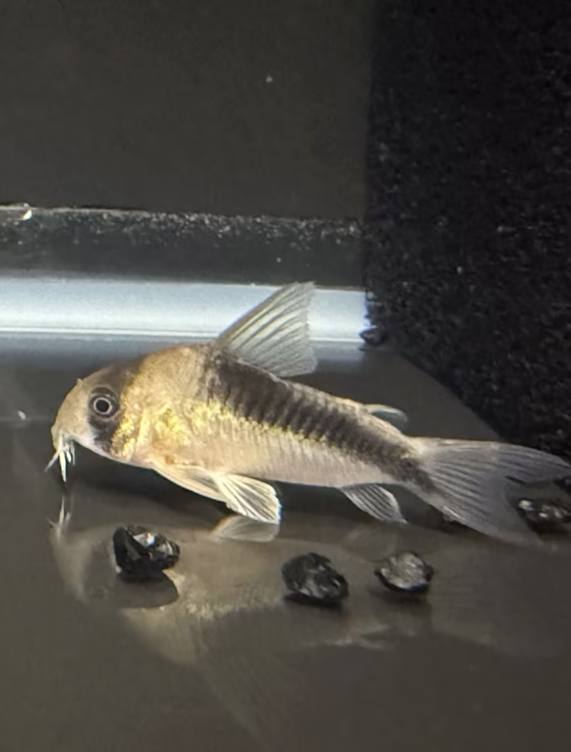 Corydoras CW107