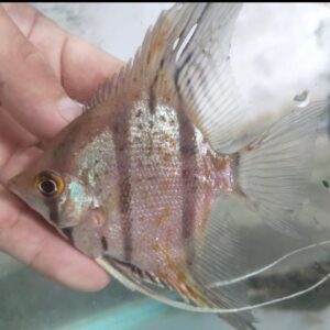 Pterophyllum Scalare var. Rio Nanay “spotted” wild caught Large size