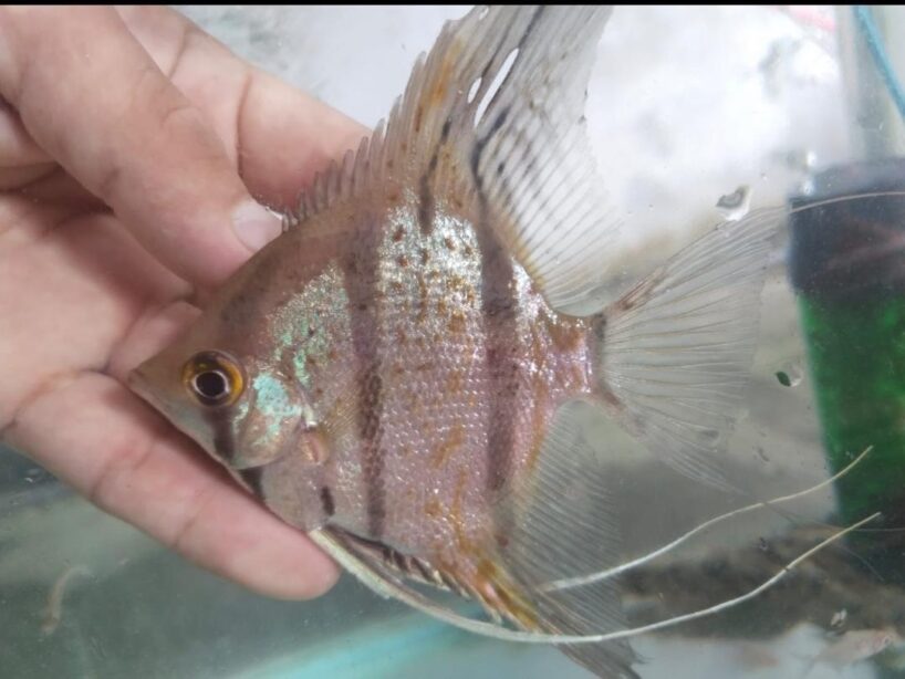 Pterophyllum Scalare var. Rio Nanay “spotted” wild caught Large size