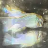 Electric Blue Ram Dwarf Cichlid (Mikrogeophagus ramirezi)