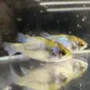 Electric Blue Ram Dwarf Cichlid (Mikrogeophagus ramirezi)