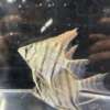 Pterophyllum leopoldi (Leopoldi angelfish)