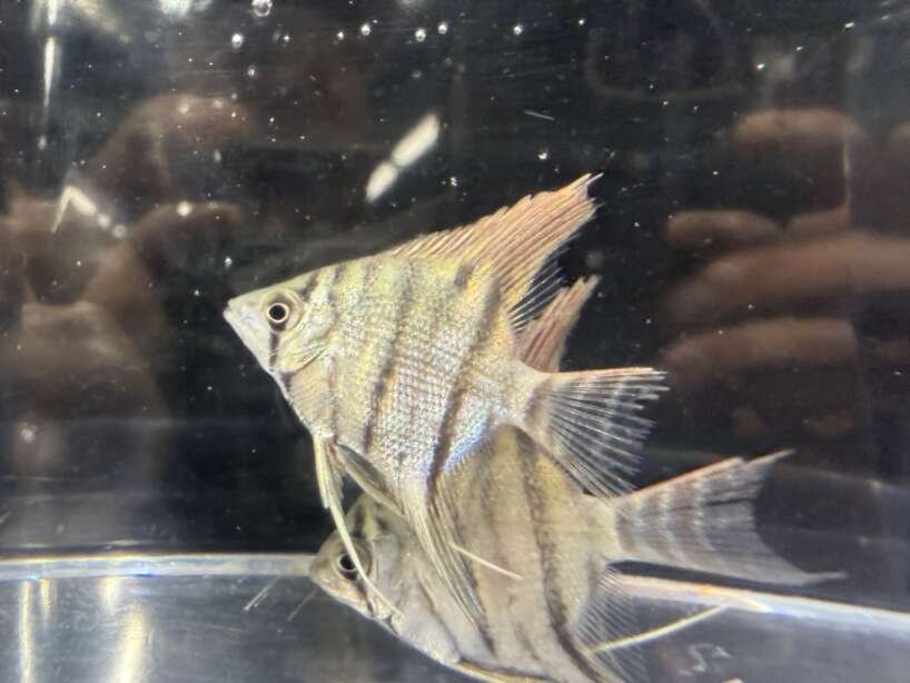 Pterophyllum leopoldi (Leopoldi angelfish)