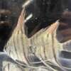 Pterophyllum leopoldi (Leopoldi angelfish)
