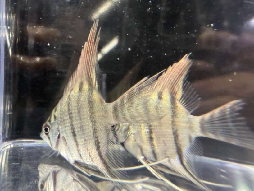 Pterophyllum leopoldi (Leopoldi angelfish)