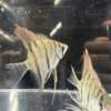 Pterophyllum leopoldi (Leopoldi angelfish)