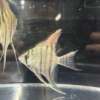 Pterophyllum leopoldi (Leopoldi angelfish)