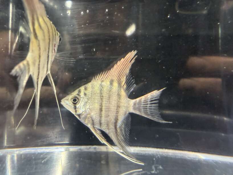 Pterophyllum leopoldi (Leopoldi angelfish)