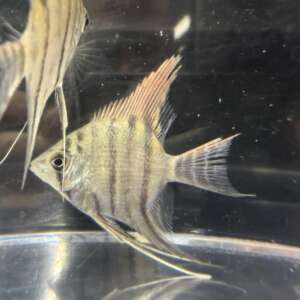 Pterophyllum leopoldi (Leopoldi angelfish)