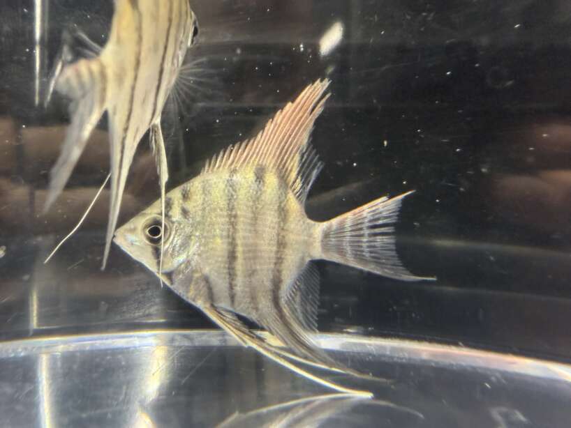 Pterophyllum leopoldi (Leopoldi angelfish)