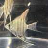 Pterophyllum leopoldi (Leopoldi angelfish)