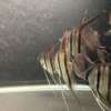 WILD CAUGHT Pterophyllum Scalare var. Rio Nanay, adults fully quarantined