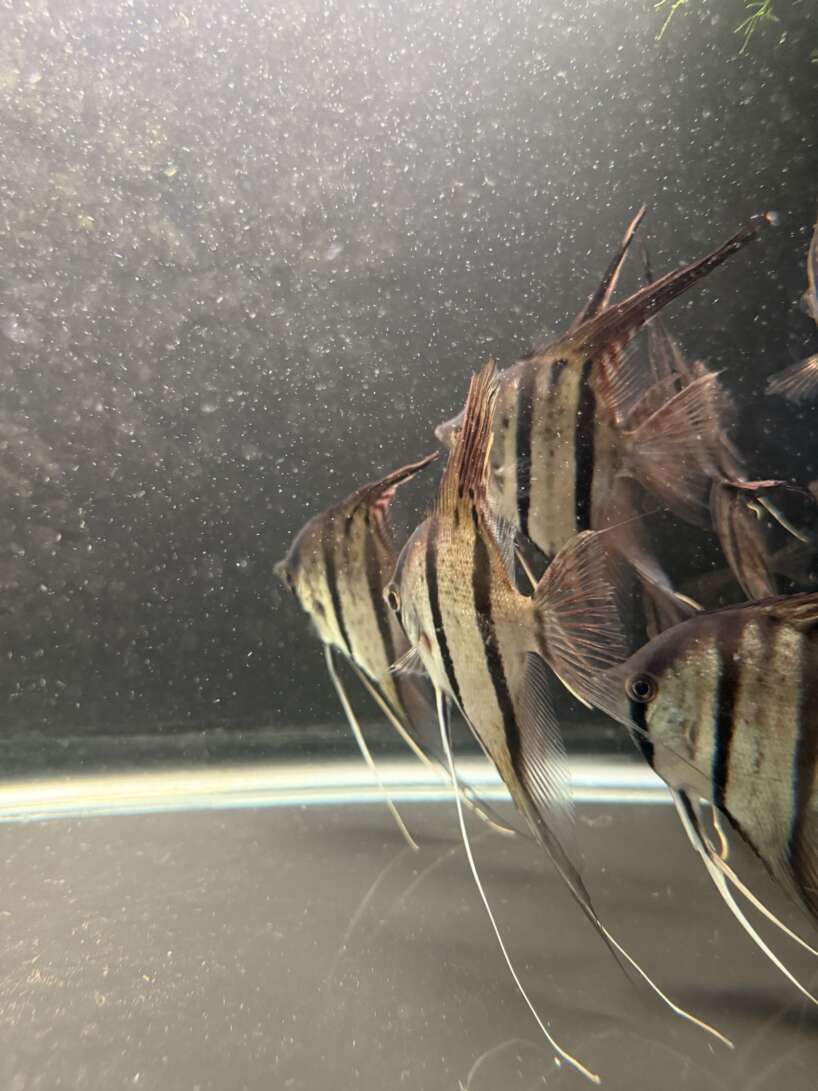 WILD CAUGHT Pterophyllum Scalare var. Rio Nanay, adults fully quarantined