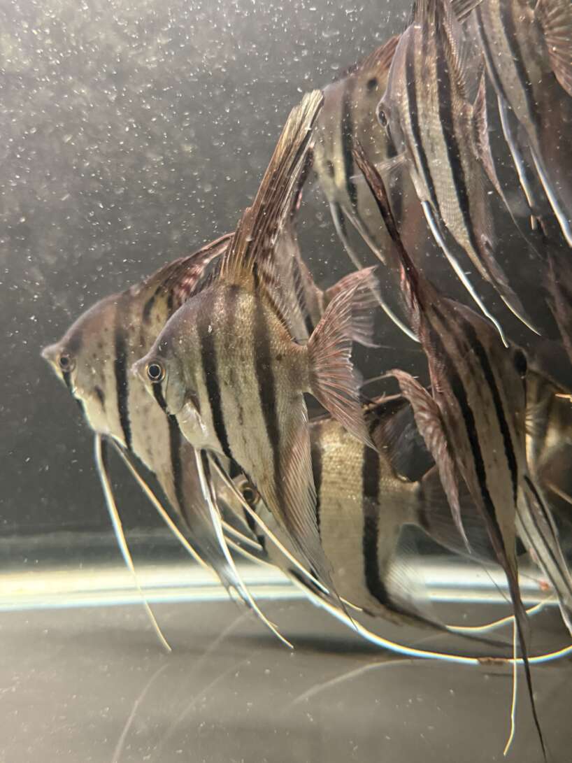 WILD CAUGHT Pterophyllum Scalare var. Rio Nanay, adults fully quarantined