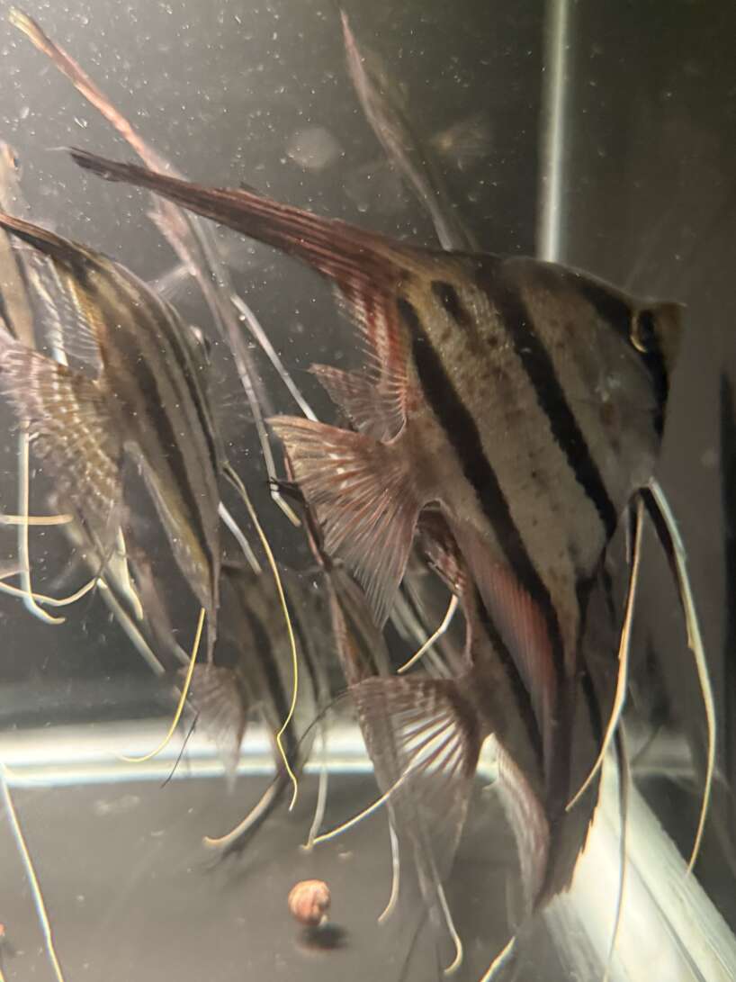 WILD CAUGHT Pterophyllum Scalare var. Rio Nanay, adults fully quarantined