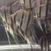 WILD CAUGHT Pterophyllum Scalare var. Rio Nanay, adults fully quarantined