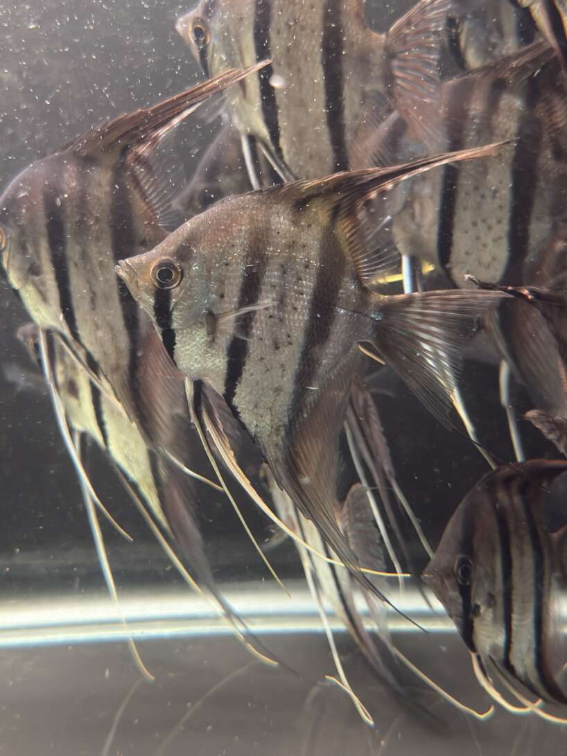 WILD CAUGHT Pterophyllum Scalare var. Rio Nanay, adults fully quarantined