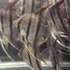 WILD CAUGHT Pterophyllum Scalare var. Rio Nanay, adults fully quarantined