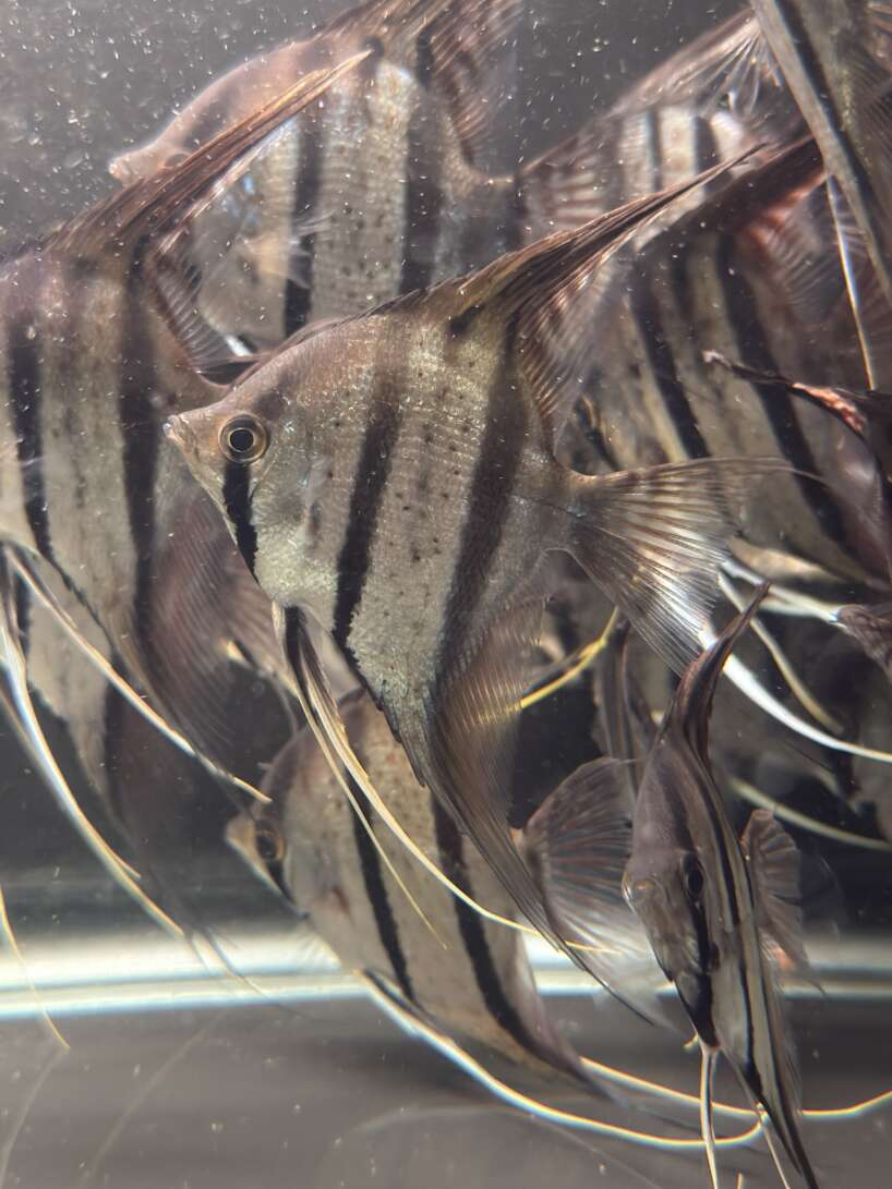 WILD CAUGHT Pterophyllum Scalare var. Rio Nanay, adults fully quarantined