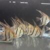 Pterophyllum Scalare var. Rio Nanay “spotted” wild caught Large size