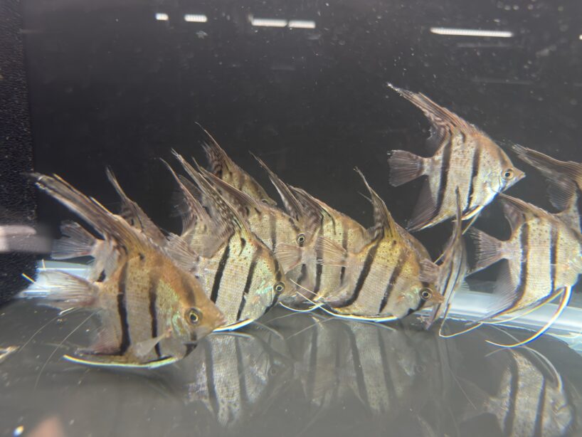 Pterophyllum Scalare var. Rio Nanay “spotted” wild caught Large size