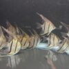 Pterophyllum Scalare var. Rio Nanay “spotted” wild caught Large size