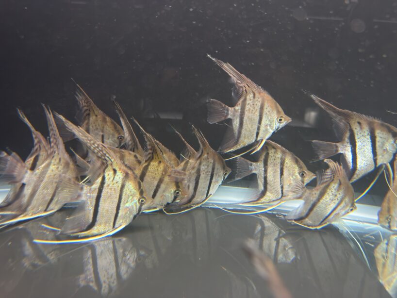 Pterophyllum Scalare var. Rio Nanay “spotted” wild caught Large size