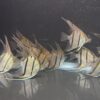 Pterophyllum Scalare var. Rio Nanay “spotted” wild caught Large size