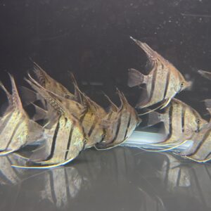 Pterophyllum Scalare var. Rio Nanay “spotted” wild caught Large size