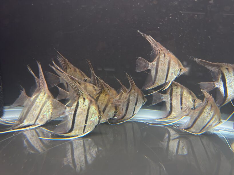 Pterophyllum Scalare var. Rio Nanay “spotted” wild caught Large size